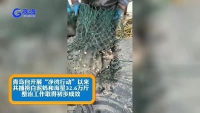 击退海星、白泥蚂！青岛打赢贝类“保卫战”，看镜头