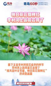 映日荷花别样红！李村河上游荷花开了