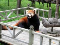 淋浴、吃瓜、啃冰……动物避暑有“凉”方