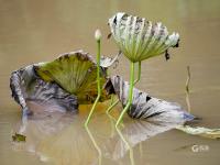不一样的赏荷季，暴雨过后看“荷坚强”