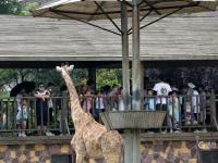 淋浴、吃瓜、啃冰……动物避暑有“凉”方