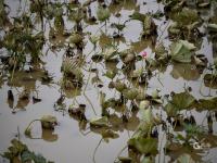 不一样的赏荷季，暴雨过后看“荷坚强”