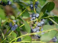 兴农记②|怎样激活蓝莓产业富农路？宝山镇正在这样做