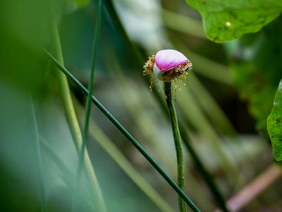 不一样的赏荷季，暴雨过后看“荷坚强”