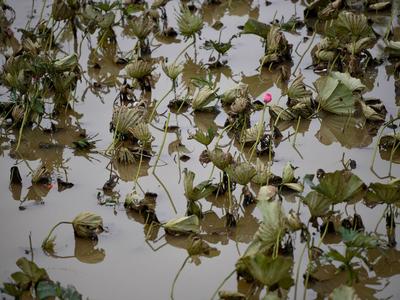 不一样的赏荷季，暴雨过后看“荷坚强”