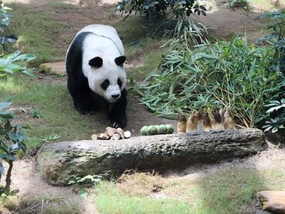 香港海洋公园：大熊猫“安安”在港离世，终年35岁