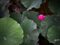 不一样的赏荷季，暴雨过后看“荷坚强”