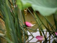 不一样的赏荷季，暴雨过后看“荷坚强”