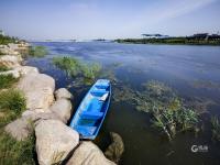 夏日里的一抹清凉绿，航拍李村河入海口