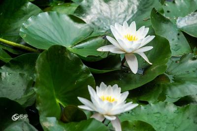 消夏好去处！青岛植物园约起来