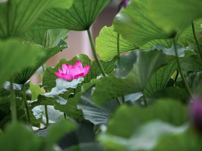 不一样的赏荷季，暴雨过后看“荷坚强”