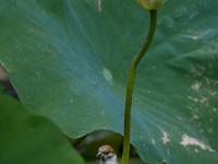 来小西湖赏荷吗？还有荷塘“精灵”作陪哟