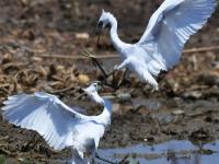 夏日悠长，百种鹭鸟扎堆“秀身姿”