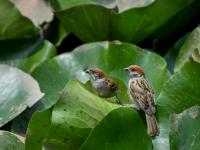 来小西湖赏荷吗？还有荷塘“精灵”作陪哟