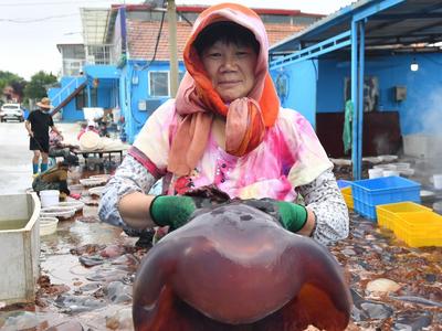 “蜇”也太香了！青岛渔民海蜇加工正当时