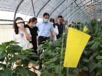 “见证数字乡村建设”新媒体、网络天团走进即墨，解锁乡村振兴“密码”