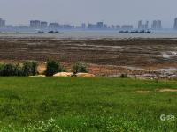 夏日悠长，百种鹭鸟扎堆“秀身姿”