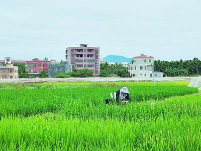 青岛市各类粮食企业收购小麦近40万吨