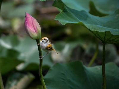 来小西湖赏荷吗？还有荷塘“精灵”作陪哟