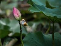 来小西湖赏荷吗？还有荷塘“精灵”作陪哟