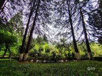 消夏好去处！青岛植物园约起来