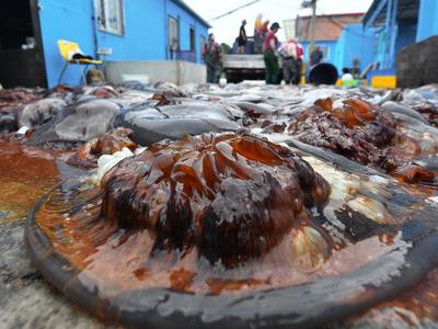 “蜇”也太香了！青岛渔民海蜇加工正当时