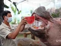 淋浴、吃瓜、啃冰……动物避暑有“凉”方