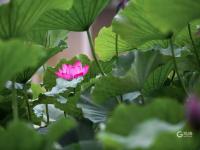 不一样的赏荷季，暴雨过后看“荷坚强”