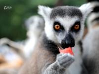 淋浴、吃瓜、啃冰……动物避暑有“凉”方