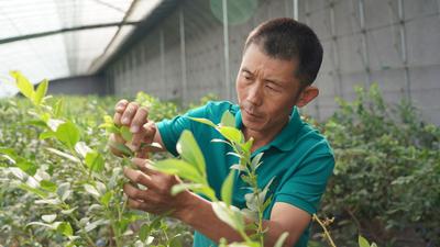 兴农记②|怎样激活蓝莓产业富农路？宝山镇正在这样做
