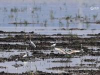 夏日悠长，百种鹭鸟扎堆“秀身姿”