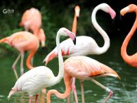 淋浴、吃瓜、啃冰……动物避暑有“凉”方