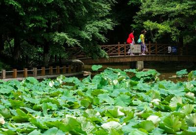 消夏好去处！青岛植物园约起来