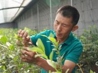 兴农记②|怎样激活蓝莓产业富农路？宝山镇正在这样做