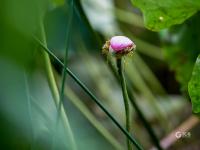 不一样的赏荷季，暴雨过后看“荷坚强”