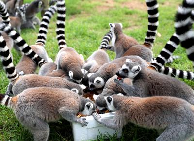 淋浴、吃瓜、啃冰……动物避暑有“凉”方