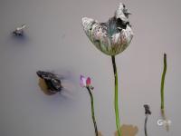 不一样的赏荷季，暴雨过后看“荷坚强”