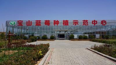 兴农记②|怎样激活蓝莓产业富农路？宝山镇正在这样做