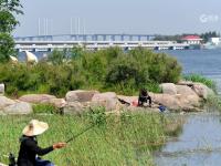 夏日里的一抹清凉绿，航拍李村河入海口