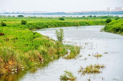 雨后莱西湖：水清鱼跃、水鸟翩跹……