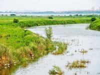 雨后莱西湖：水清鱼跃、水鸟翩跹……