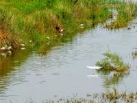 雨后莱西湖：水清鱼跃、水鸟翩跹……