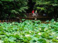 消夏好去处！青岛植物园约起来