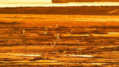 耕耘滩涂，为越冬候鸟储备美味“口粮”
