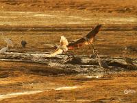耕耘滩涂，为越冬候鸟储备美味“口粮”
