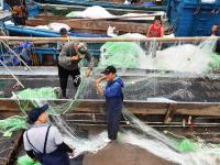 5000余条渔船准备开海，画风是这样的