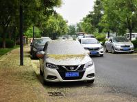 “槐花雨”下不停！看，城阳这条街道铺上了“花毯”