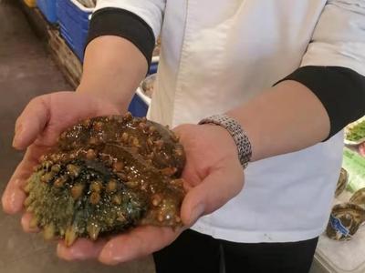 从酒楼高档菜到百姓盘中餐，海参价格回落的背后