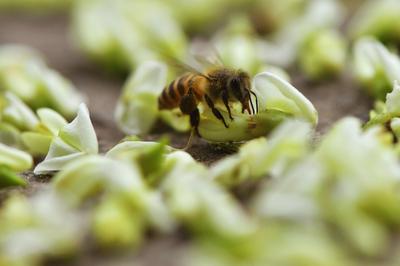 “槐花雨”下不停！看，城阳这条街道铺上了“花毯”