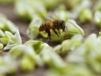 “槐花雨”下不停！看，城阳这条街道铺上了“花毯”